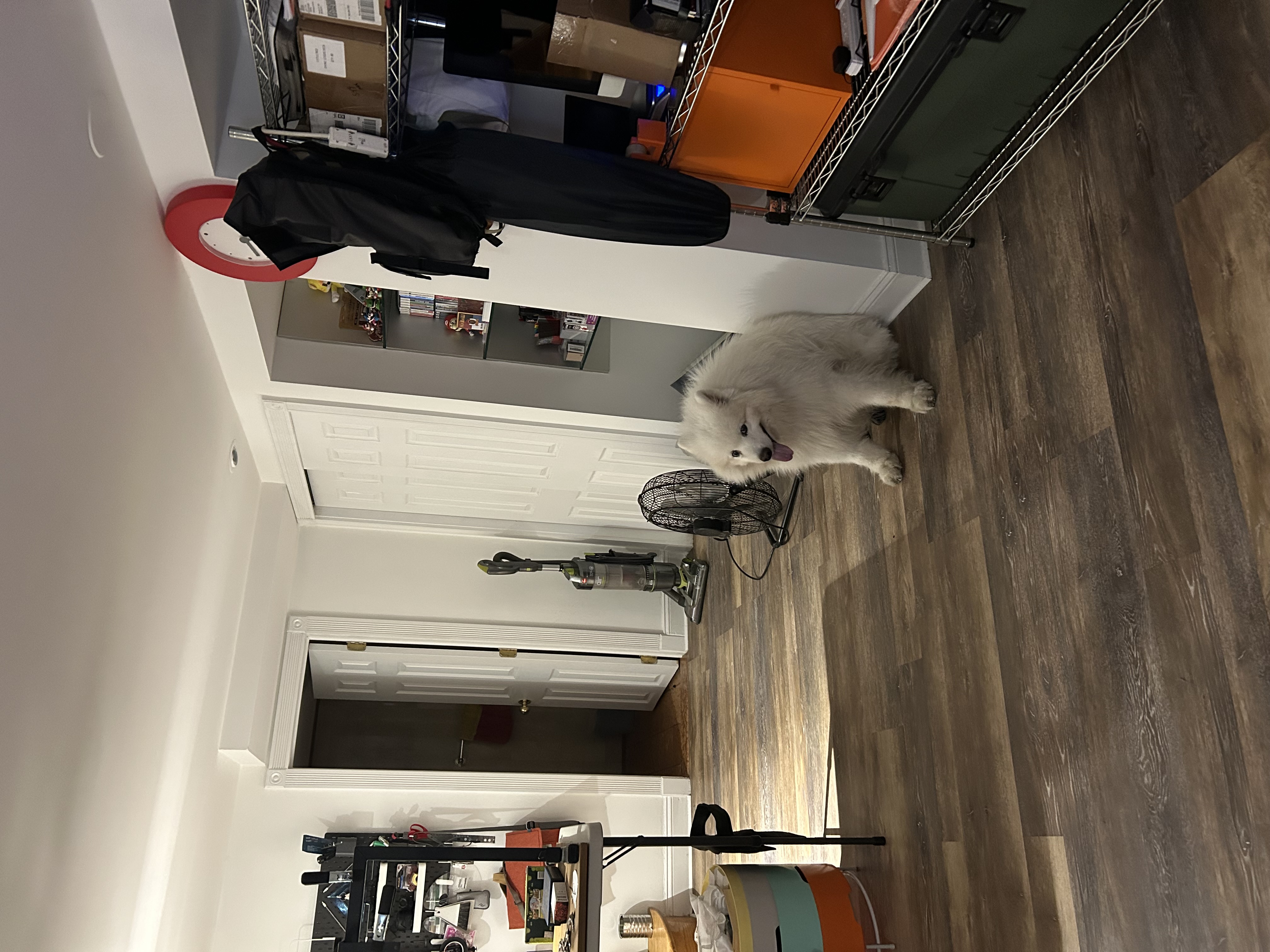 The basement workspace. This dog was not allowed here and had to be removed.